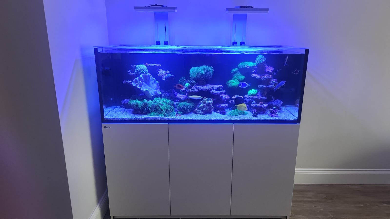 Home reef aquarium with blue lighting and coral